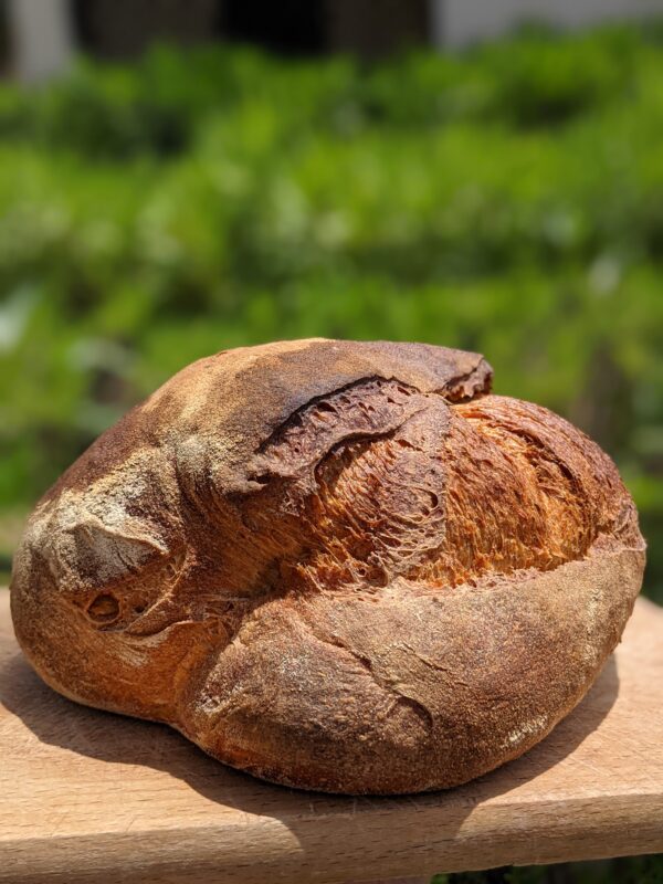 Pane - immagine 4