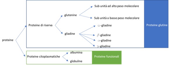 grano