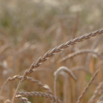 Materie prime della panificazione: Farro